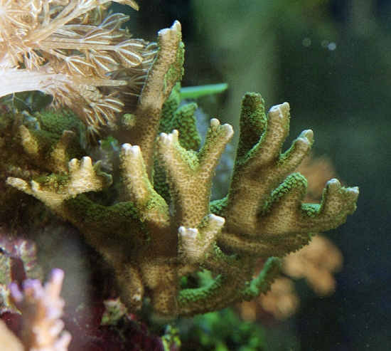  Montipora digitata (Velvet Finger Montipora, Finger Coral)